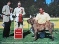 In Memorian - Fila Brasileiro Tigrado - Canil Singular - Podiuns